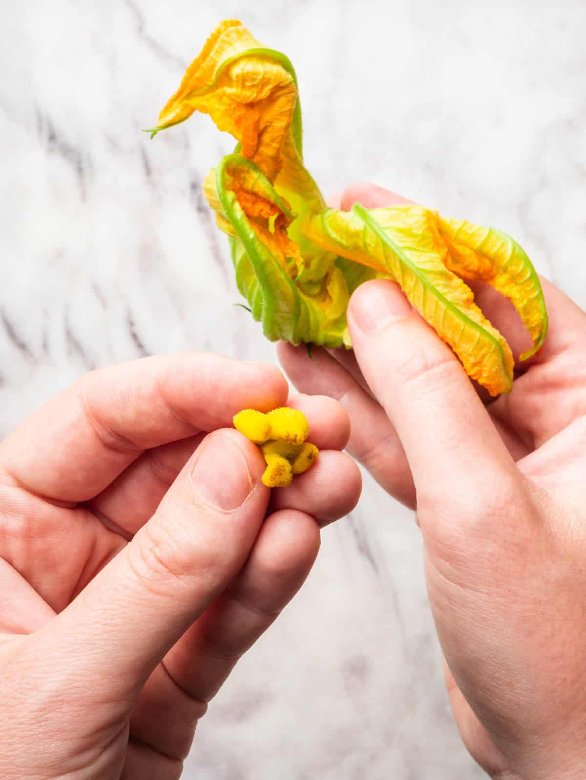 Hands removing the pistil from a zucchini blossom.